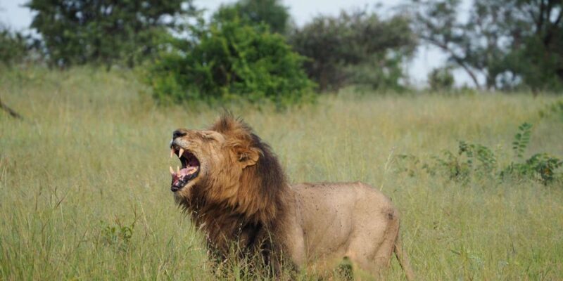 Hoedspruit: Sunrise Safari in Greater Kruger Private Reserve - Practical Aspects to Keep in Mind