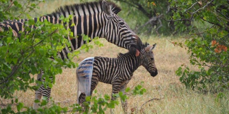 Hoedspruit: Sunrise Safari in Greater Kruger Private Reserve - FAQ