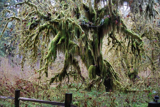 Hoh Rain Forest and Rialto Beach Guided Tour in Olympic National Park - Final Thoughts