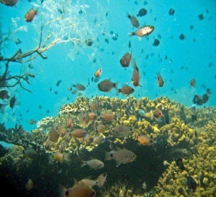 hoi-an-cham-islands-snorkeling-trip-by-speedboat-with-lunch-3