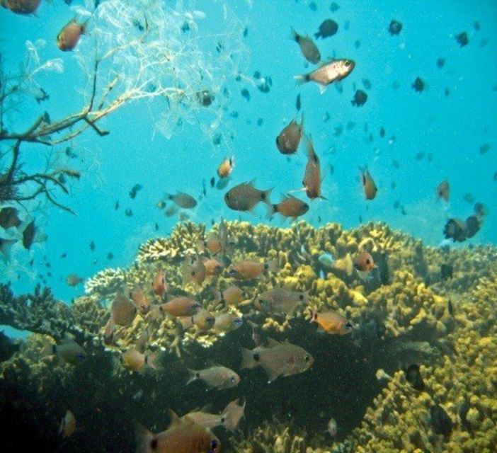 hoi-an-cham-islands-snorkeling-trip-by-speedboat-with-lunch