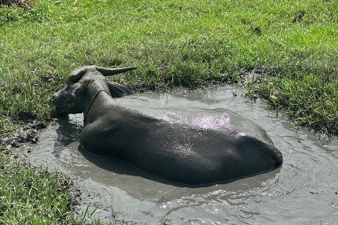 Hoi An Countryside and Old Town Private Tour - Practical Tips for Travelers