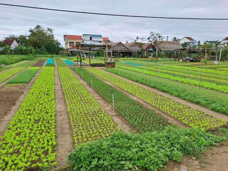 hoi-an-countryside-biking-basket-boat-herb-gardens-rice