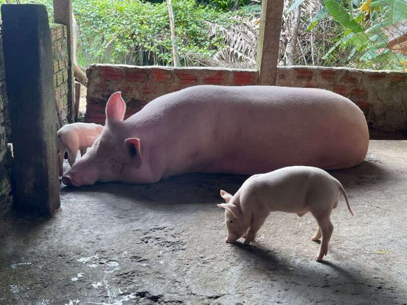 Hoi An: Countryside Villages and River Islands Private Tour - The Sum Up