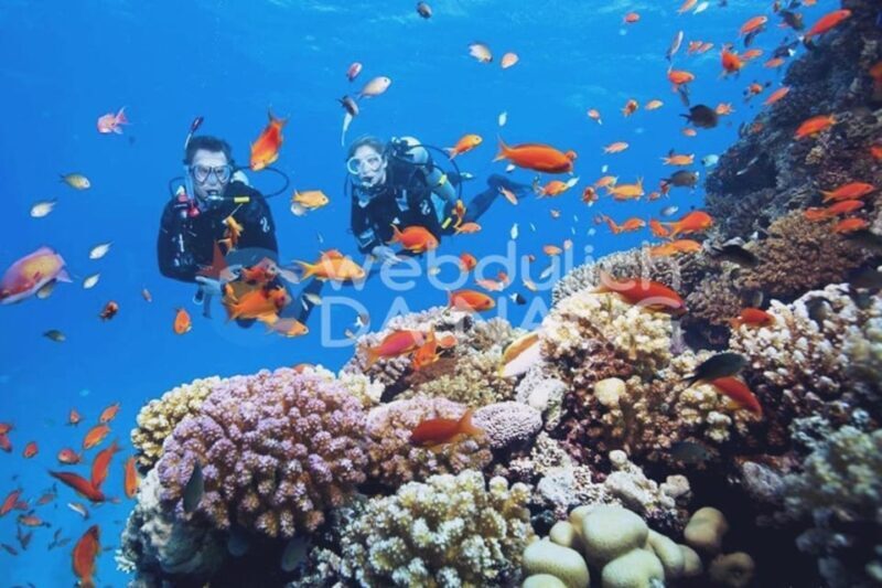 Hoi An/Da Nang: Cham Islands Snorkeling by Speedboat w Lunch - Final Thoughts