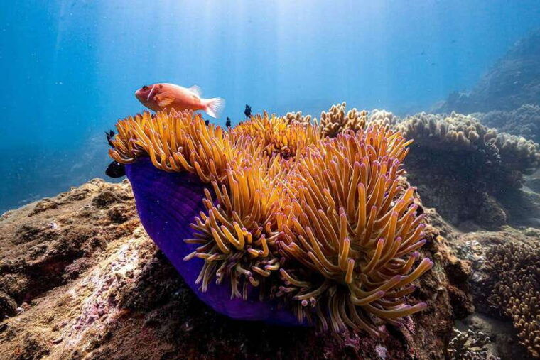 hoi-an-da-nangcham-island-daily-tour-snorkeling-experience