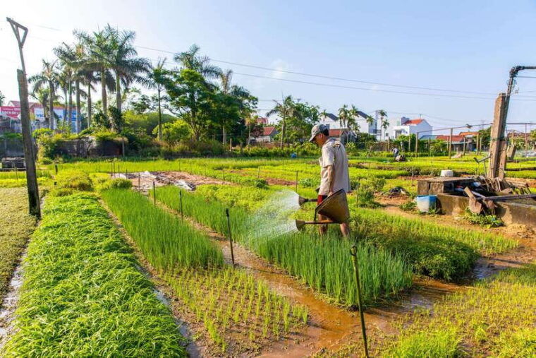 hoi-an-half-day-farm-to-table-adventure-in-tra-que-village