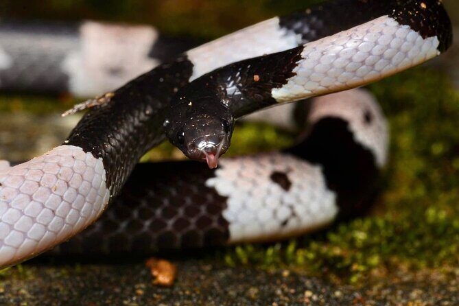 Hoi An Night Herping Tour Snakes Vipers and Wildlife - Exploring What the Tour Offers