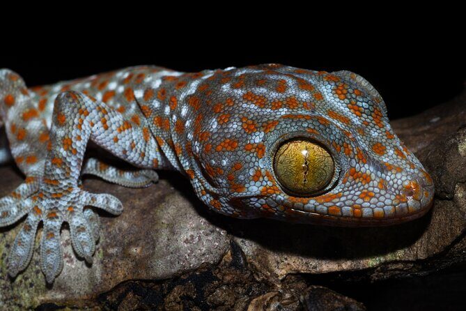 Hoi An Night Herping Tour Snakes Vipers and Wildlife - Who This Tour Is Best For