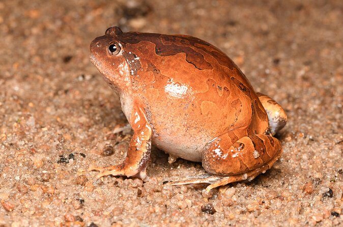 Hoi An Night Herping Tour Snakes Vipers and Wildlife - Frequently Asked Questions