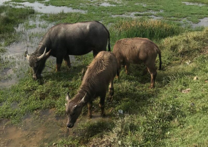 Hoi An: Rural Cycling Tour to Village with Basket Boat Ride - The Sum Up