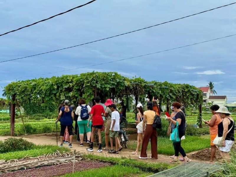 Hoi An: Trà Qu Village Cafe Tour with Local Guided - Key Points