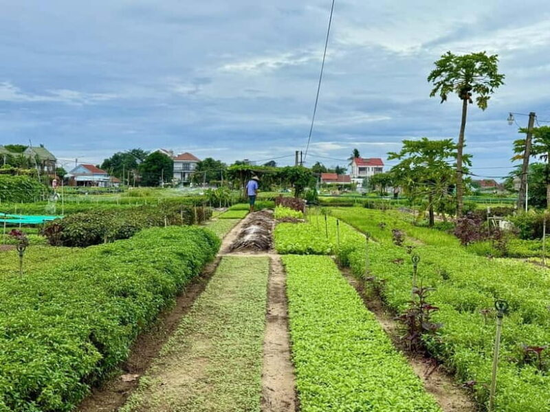 Hoi An: Trà Qu Village Cafe Tour with Local Guided - FAQs