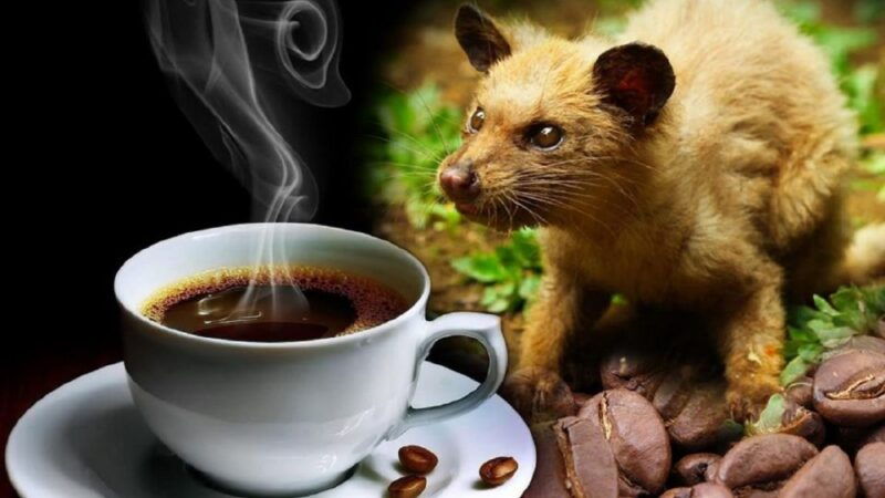 hoi-an-vietnamese-coffee-culture-and-coffee-making-class