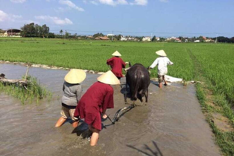 hoi-an-wet-rice-farming-tour-basket-boat-tour-fishing-lunch