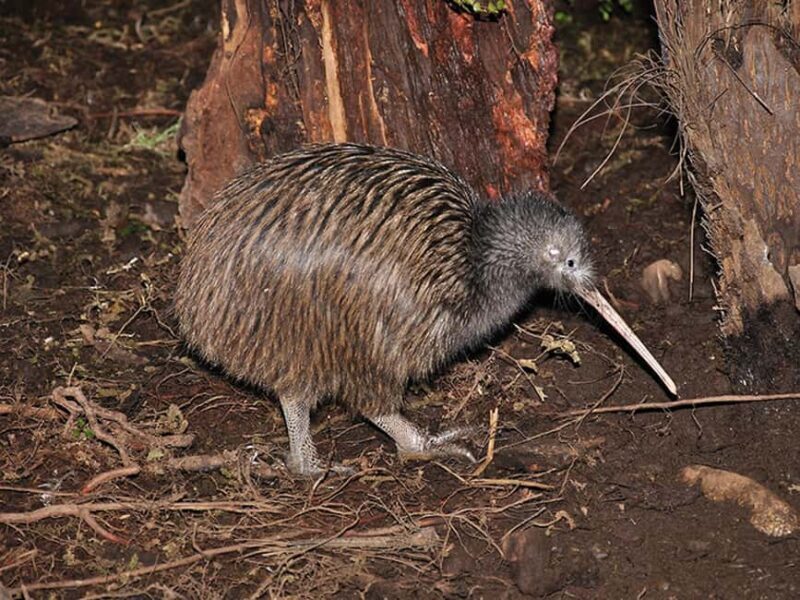 Hokitika: The National Kiwi Centre Tickets - Hokitika: The National Kiwi Centre Tickets – A Genuine Look