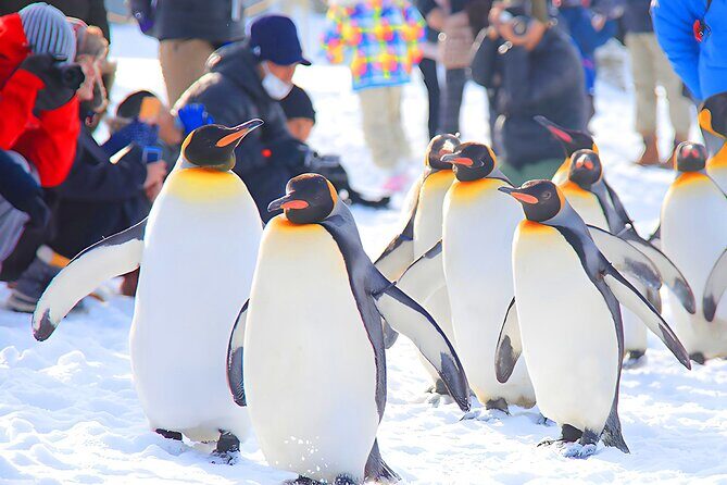 Hokkaido 1 Day Tour to Asahiyama Zoo, Blue Pond and Fairy Terrace - An In-Depth Look at the Day’s Adventures