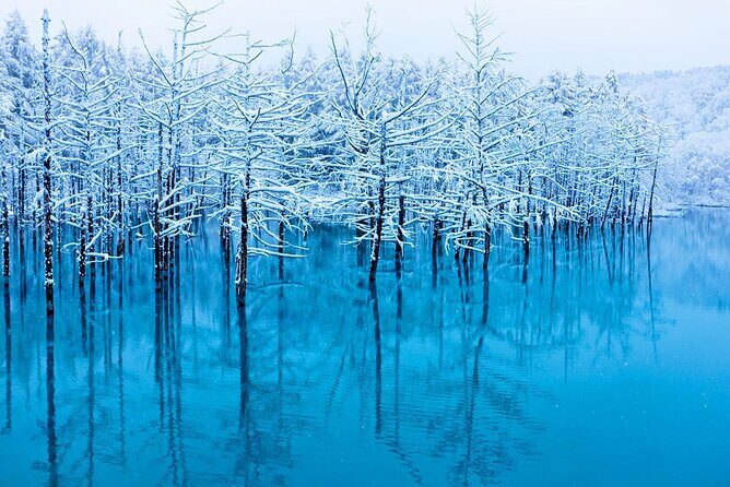 Hokkaido 1 Day Tour to Asahiyama Zoo, Blue Pond and Fairy Terrace - Ningle Terrace: Artisans in the Forest