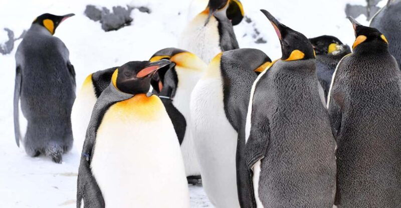 hokkaido-1-day-trip-asahiyama-zoo-biei-and-ningle-terrace
