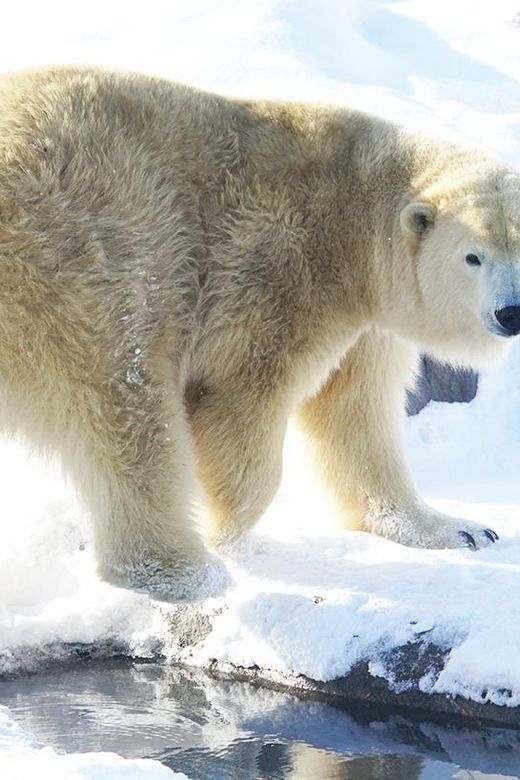 hokkaido-1-day-trip-asahiyama-zoo-biei-and-ningle-terrace
