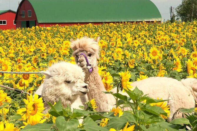 Hokkaido, Asahikawa Zoo Classic Day Tour With Optional Snomobile - A Complete Breakdown of the Tour Experience