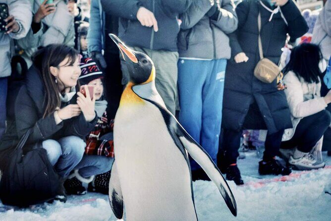 Hokkaido, Asahikawa Zoo Classic Day Tour With Optional Snomobile - Practical Details and What They Mean for You