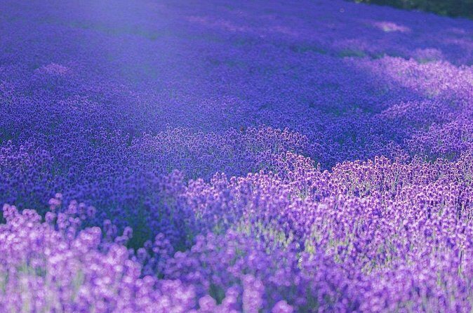 Hokkaido, Asahikawa Zoo Classic Day Tour With Optional Snomobile - FAQ