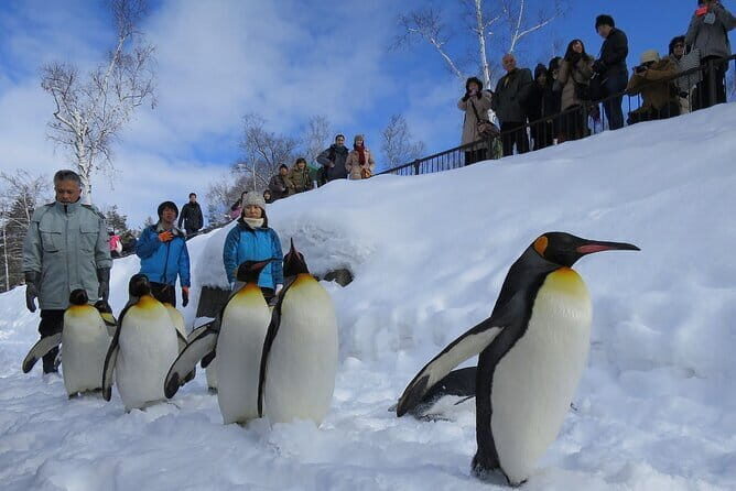 Hokkaido Asahiyama Zoo and Blue Pond Elf Terrace Day Trip - Key Points