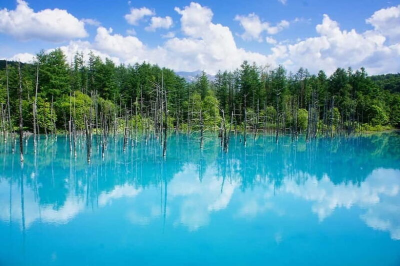 Hokkaido Asahiyama Zoo& Biei Blue pond Tour with Local Guide - Key Points