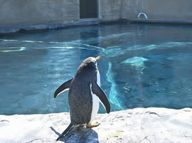 Hokkaido Asahiyama Zoo& Biei Blue pond Tour with Local Guide - Price and Value