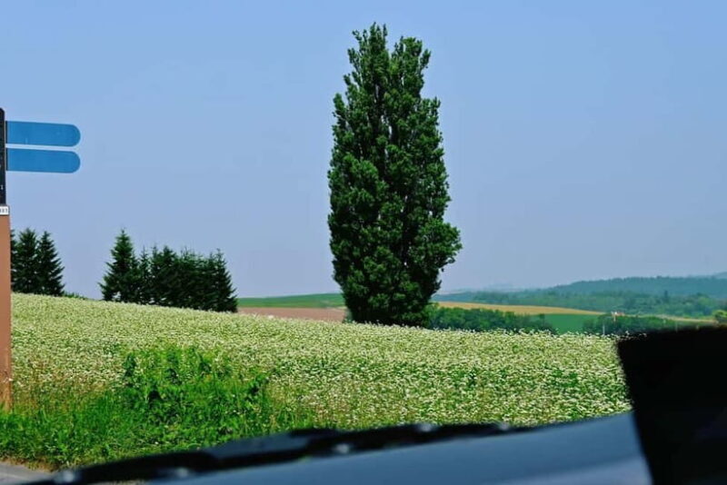 Hokkaido Asahiyama Zoo& Biei Blue pond Tour with Local Guide - What We Like—and What to Consider