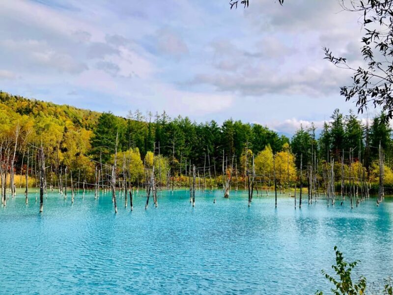 Hokkaido Asahiyama Zoo& Biei Blue pond Tour with Local Guide - Who Will Love This Tour?