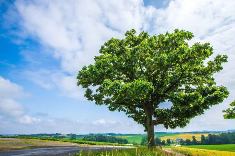 Hokkaido Asahiyama Zoo& Biei Blue pond Tour with Local Guide - Final Thoughts