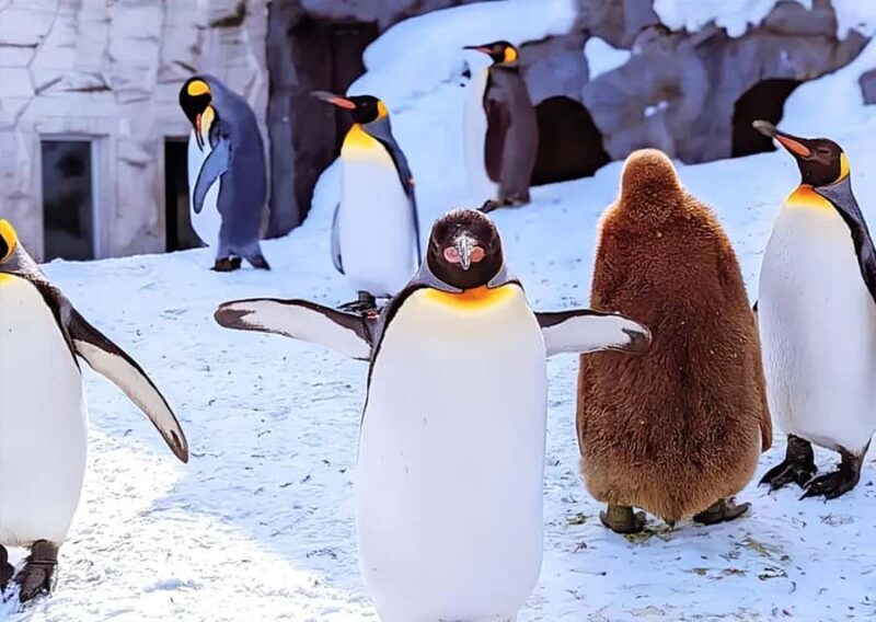 Hokkaido: Asahiyama Zoo Biei Ningle Terrace Day Tour - An Authentic Day in Hokkaido: What to Expect