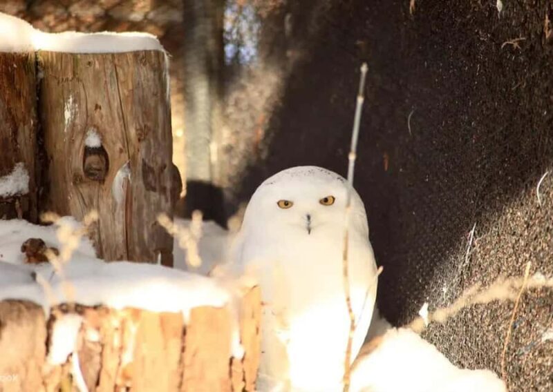 Hokkaido: Asahiyama Zoo Biei Ningle Terrace Day Tour - The Practical Side: Transportation, Timing & Group Dynamics