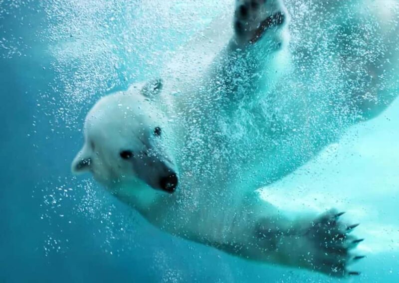 Hokkaido: Asahiyama Zoo Biei Ningle Terrace Day Tour - The Value Proposition