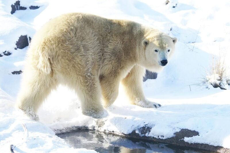 hokkaido-asahiyama-zoo-biei-ningle-terrace-full-day-tour