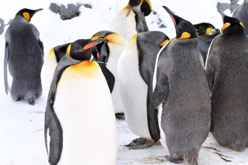 hokkaido-asahiyama-zoo-biei-ningle-terrace-full-day-tour
