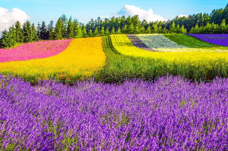 hokkaido-asahiyama-zoo-biei-ningle-terrace-full-day-tour