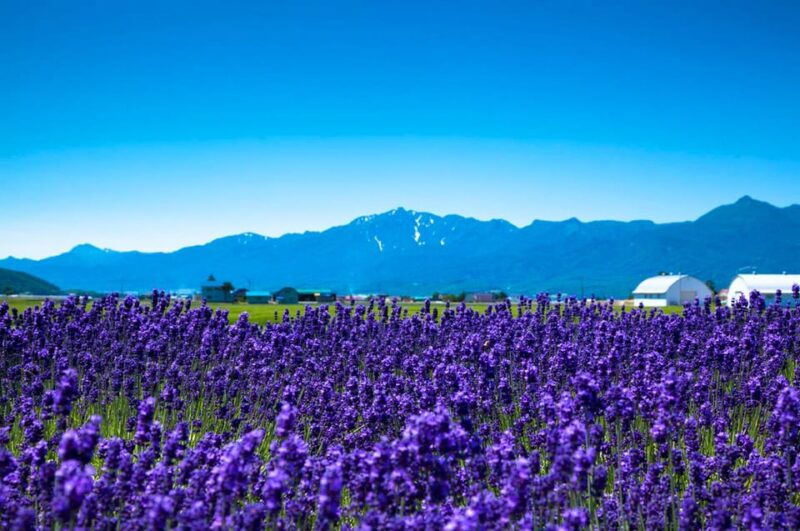 hokkaido-asahiyama-zoo-biei-ningle-terrace-full-day-tour