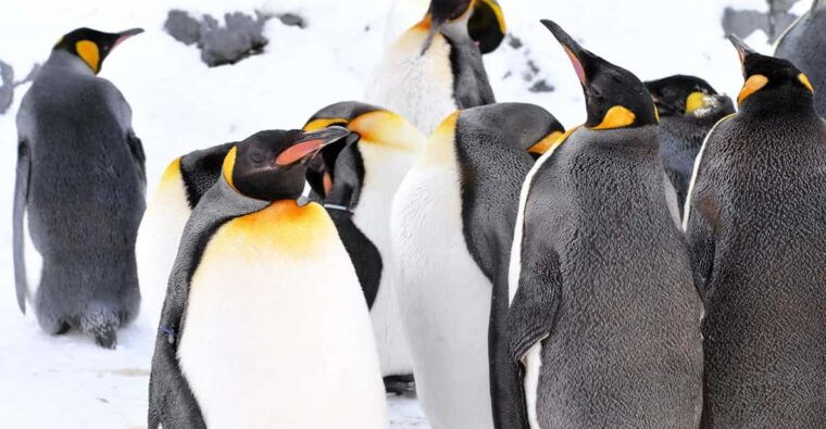 hokkaido-asahiyama-zoo-biei-ningle-terrace-full-day-tour
