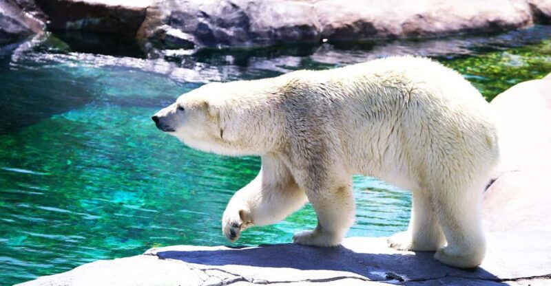 hokkaido-asahiyama-zoo-biei-ningle-terrace-full-day-trip