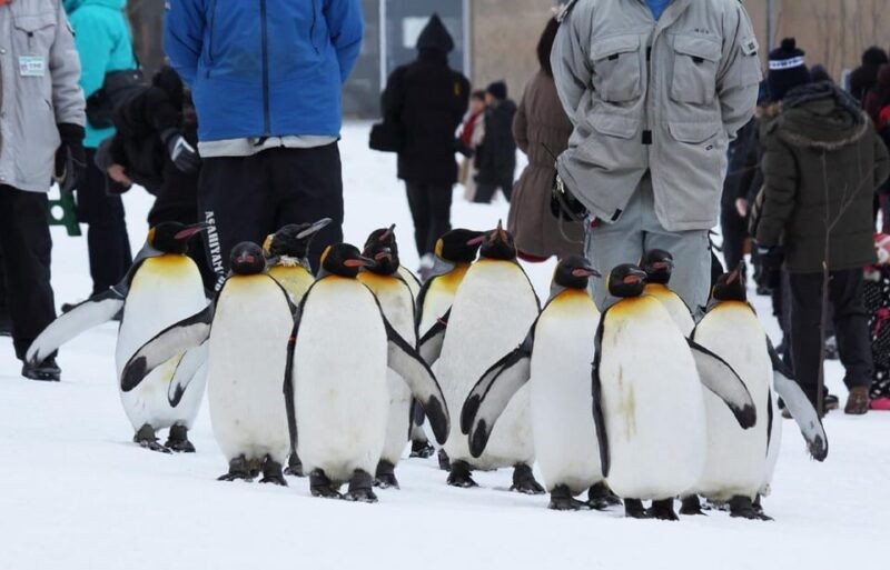 hokkaido-asahiyama-zoo-biei-ningle-terrace-full-day-trip