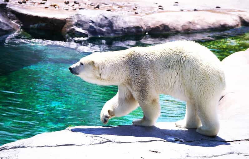 hokkaido-asahiyama-zoo-biei-ningle-terrace-full-day-trip