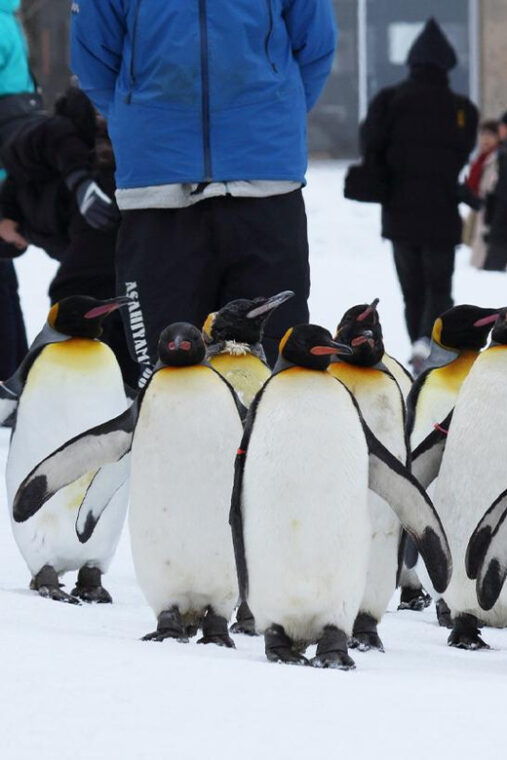 hokkaido-asahiyama-zoo-biei-ningle-terrace-full-day-trip