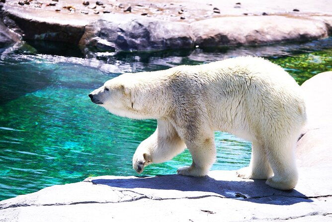 hokkaido-asahiyama-zoo-furano-and-ningle-terrace-full-day-tour