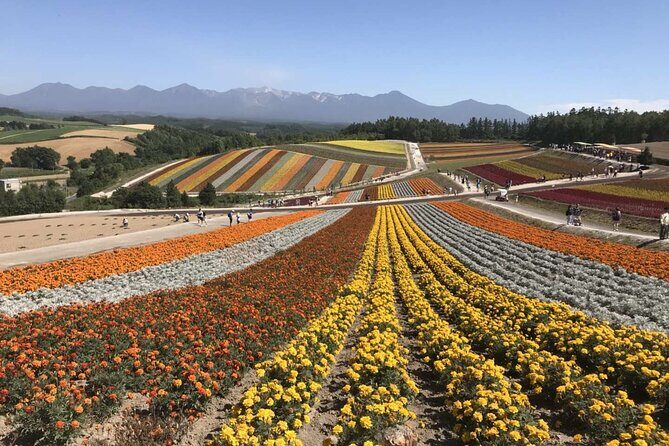 Hokkaido: Asahiyama Zoo, Furano, and Ningle Terrace Tour - The Sum Up