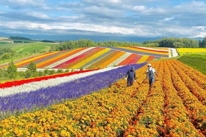 Hokkaido: Asahiyama Zoo, Furano, and Ningle Terrace Tour - FAQ