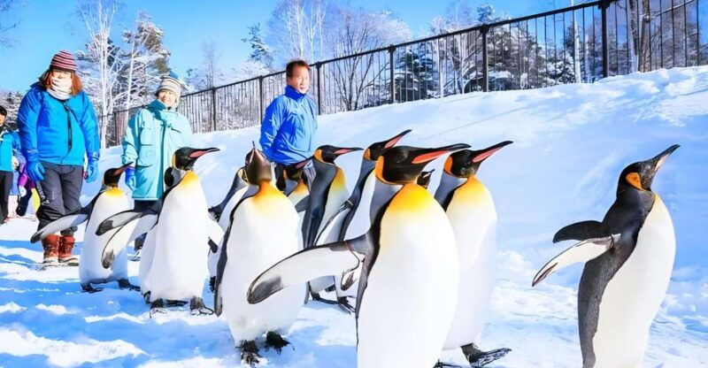 hokkaido-asahiyama-zoo-furano-and-ningle-terrace-tour
