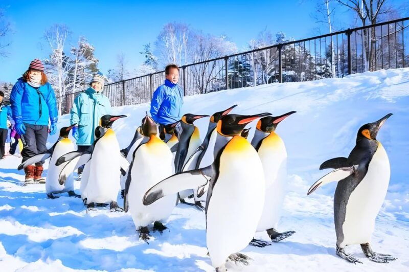 hokkaido-asahiyama-zoo-furano-and-ningle-terrace-tour